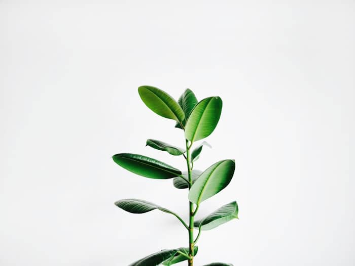 Botanical visual detail for creative service values