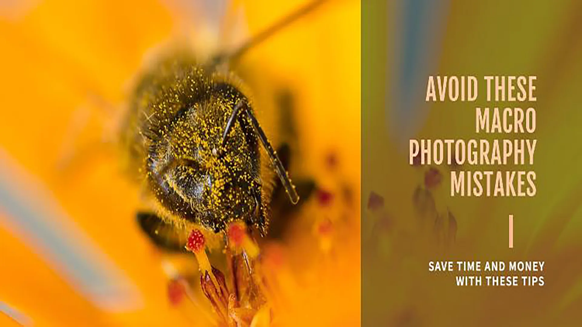 6 Macro Photography Mistakes That Are Costing You Time And Money