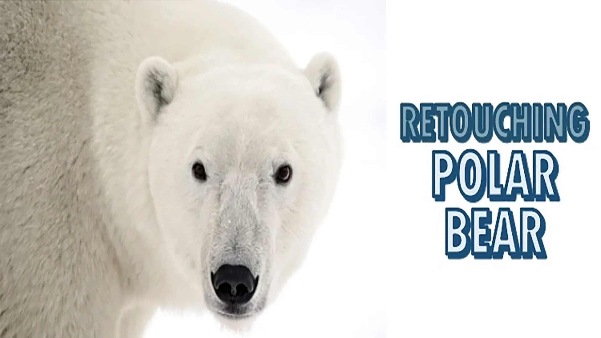 Retouching Polar Bear Images: Mastering Exposure & Snow Tones